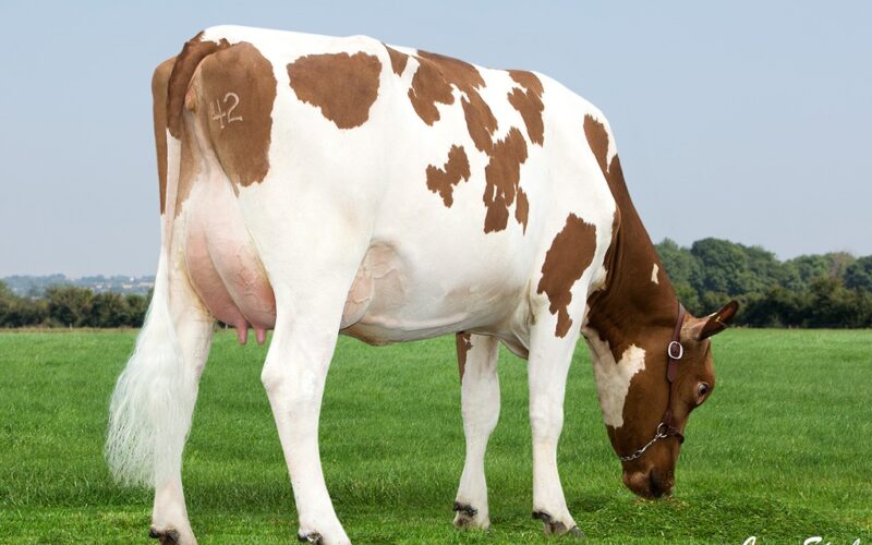 Carnell Snowdrop 323 - Duaghter of Carnell Tristan