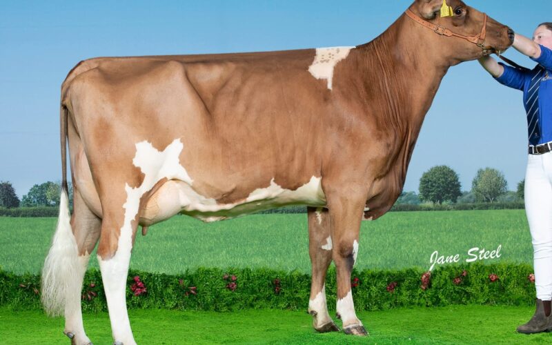 Sired by Moathouse Monopoly - Carnell Snowdrop 539