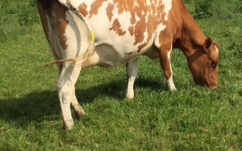 A fantastic daughter in the Willhome Herd