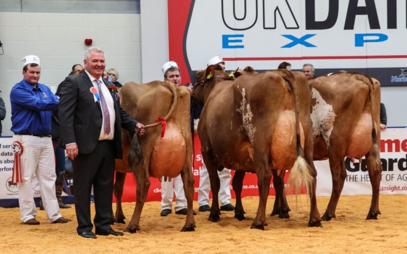 UK Dairy Expo Champion Changue Martha 49 Reserve Halmyre Urr Louise 283 Hon Men Brocklehill Burdette Honey