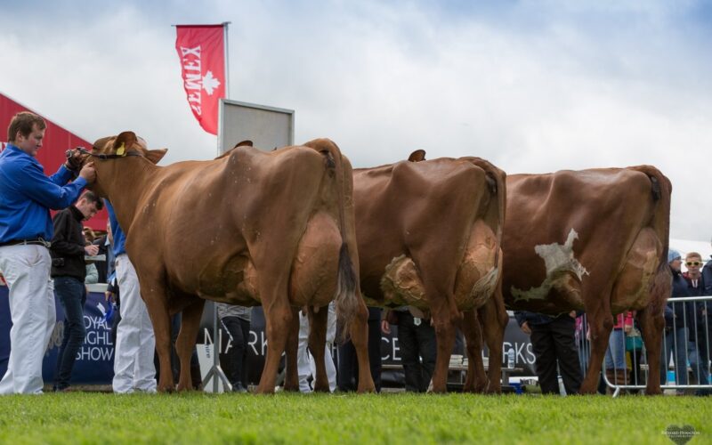 Left to Right Breed Champion - Reserve Champion and Honourable Mention