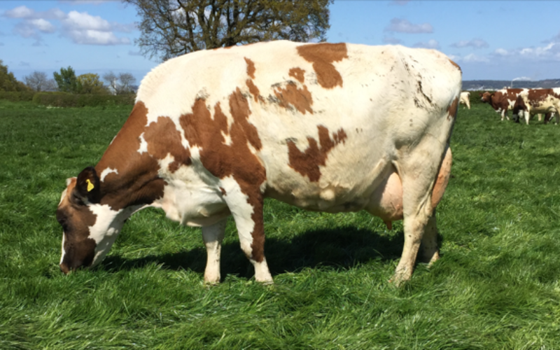 Stamford Charm 59 - EX96 (5E)