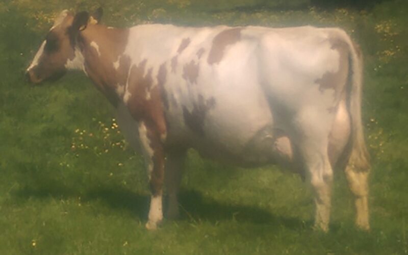 Stamford Charm 59 EX 95 (3)