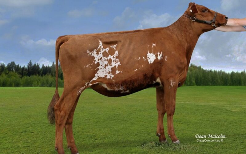 Cher-Bar Famous Sheraz - Sired by Hunnington Famous