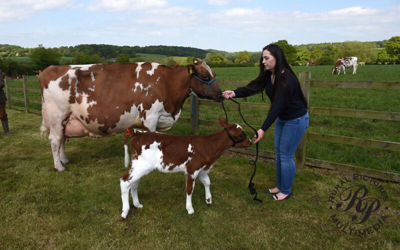 Sandyford Clover 10 EX 97 6E with her daughter Sandyford Crown Clover