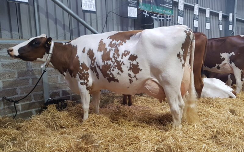 Pictured 2 months fresh at the Royal Cornwall Show 2017 is Coombe Perfek Peach EX 91
