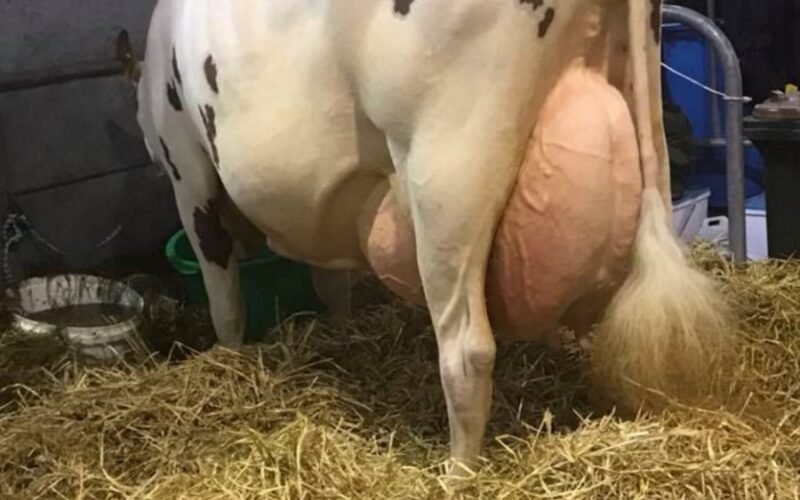 Daughter of Ardmore Crown Napier