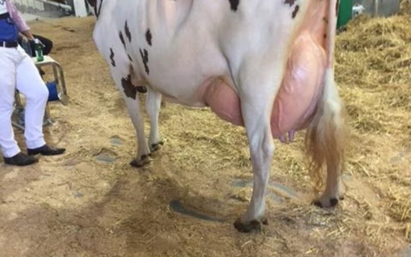 Cuthill Towers Crown Ray - 5 calves