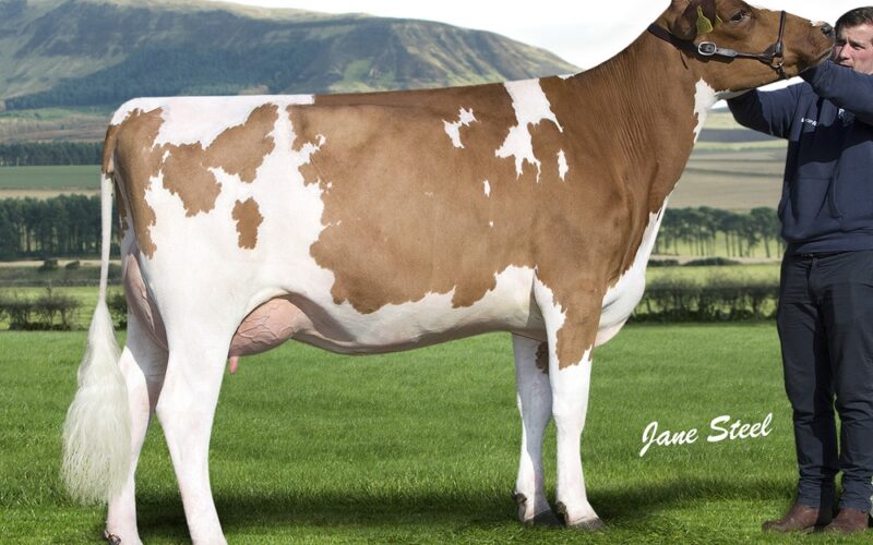 Daughter Of Madison - Cuthill Towers Miss Madison