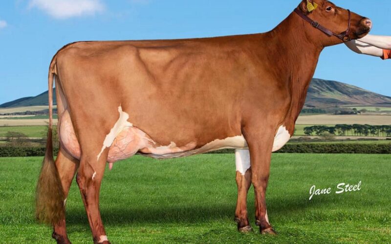 an early milking daughter - Cuthill Towers Buster Rhay