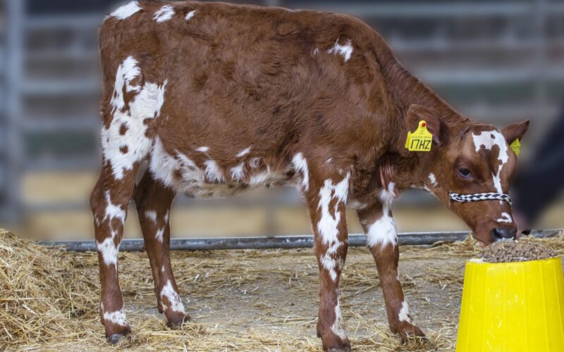 Cuthill Towers Horizon Rae