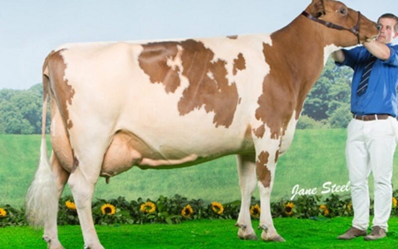 Cuthill Towers Radar Ray 13 EX 93