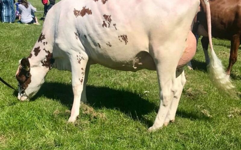 Hilltower Supreme Marcy VG86 2yo