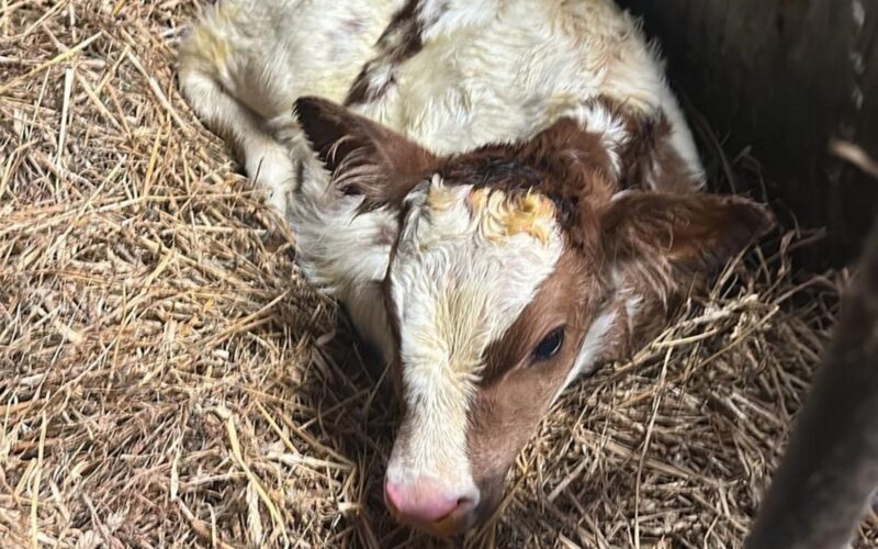 An early Troutbeck Daring calf who was born at Brieryside Ayrshires.