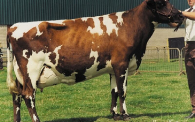 Dau. of Heligo - Stamford Freda 10 EX 94
