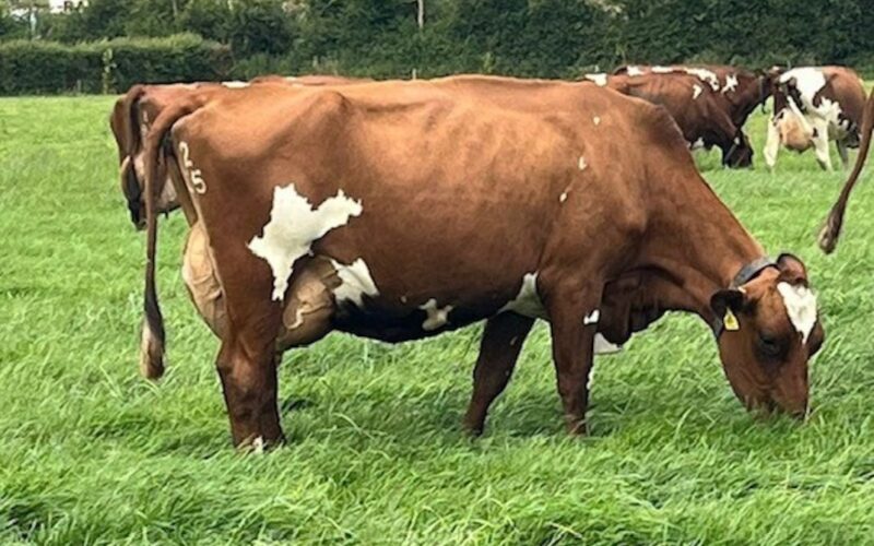 A fantastic Hilltown Oblique daughter in the Wroughton herd.