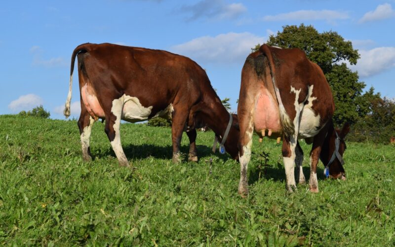 2 daughters of Stamford High Definition in the Bigginvale Herd