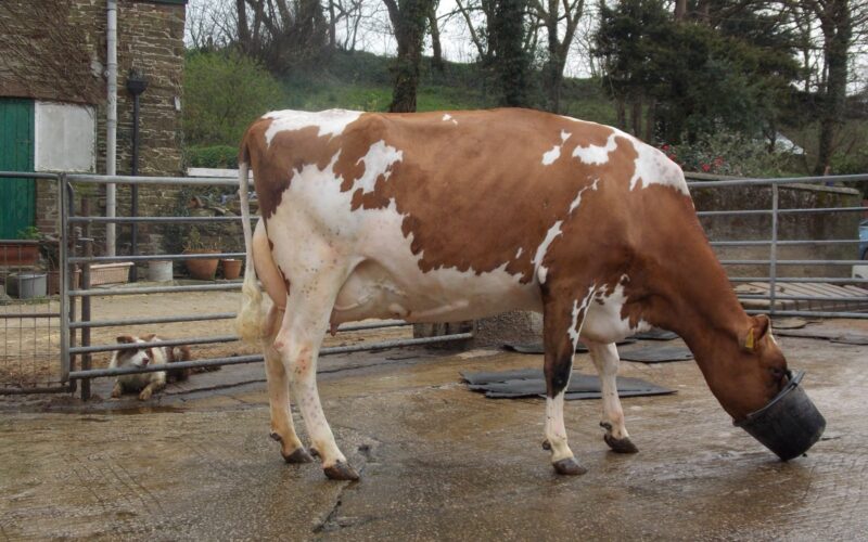 1st prize Red & White Cow Megarose Red Sapphire