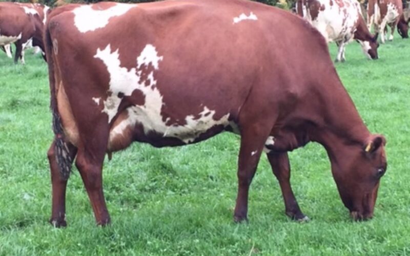 West Mossgiel Modern Reality daughter in the Dudley Wood herd