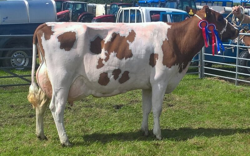 Winner - East Drumlemble Jilly 12