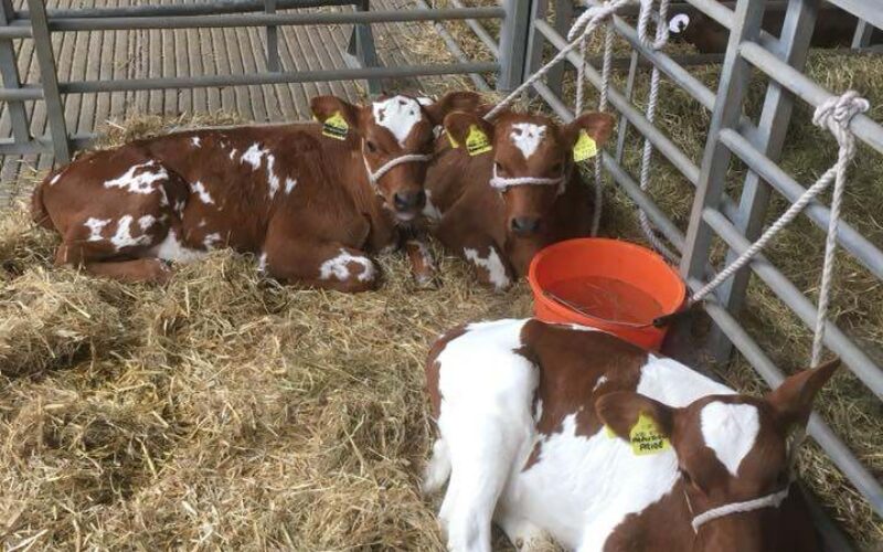 Butterbesley Calves in strong demand