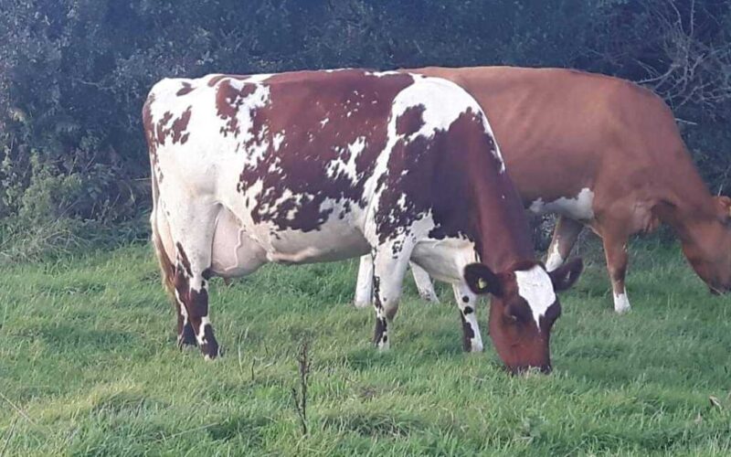 Pam Ayrs Hawaii Five-O EX93 3E (Dam of Pam Ayrs Hi-5 Dream Hawaii) who sells!
