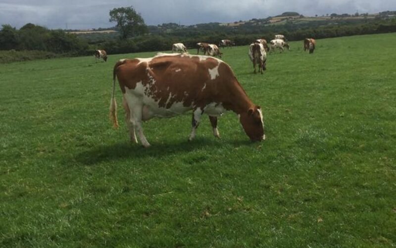 Hunnington Famous - Pictured is the Dam of Famous Hunnington Fraggy 12 who is classified EX96