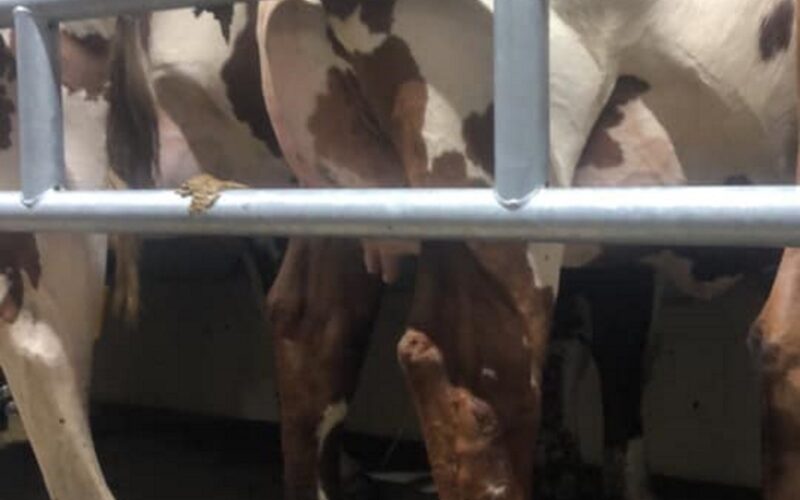 A freshly Calved Beeline Santa Rock in the Beeline Herd