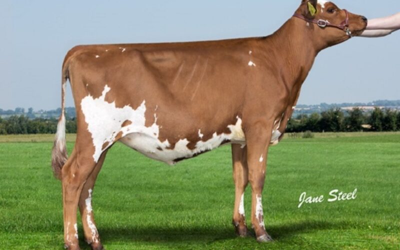 Genwood Dreamer Irene