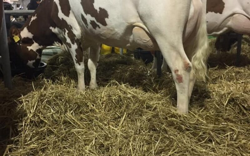A daughter of Rosehill Manderville in the Grove herd