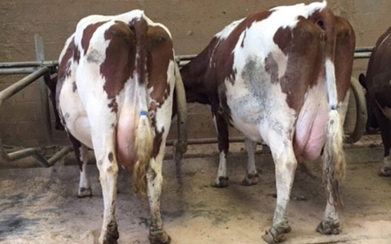 Hunnington Fragy 12 EX 96 and Hunnington Fragy 15 EX