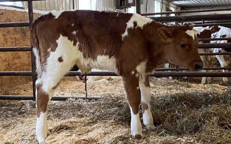 Brieryside Hail calf in Canada