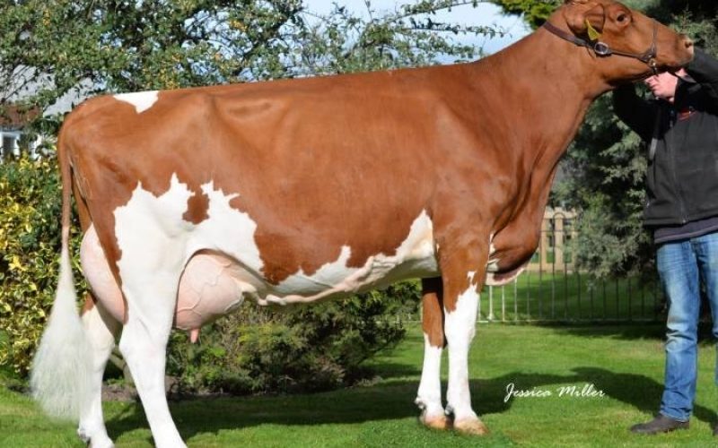 Dam of Beeline Ladys Man - Halmyre Urr Ladybird 443 EX92 2E SP(2) 2 Stars