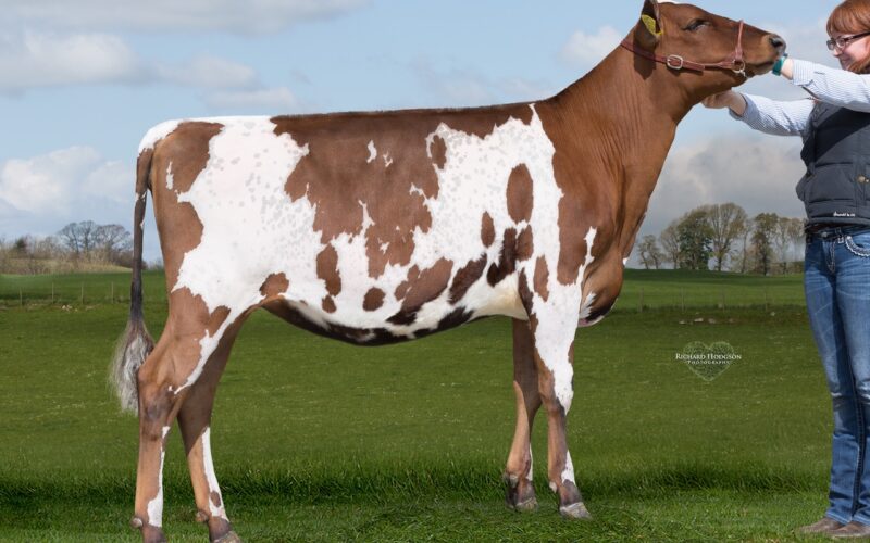 She Sells - Halmyre Urr Louise 363