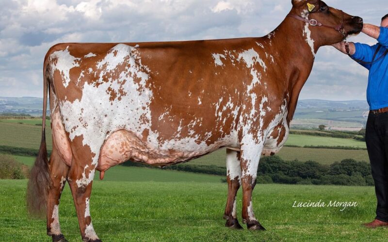 A daughter of Cuthill Towers Autumn Gold who features on the offer - Harrys Gold Primrose.