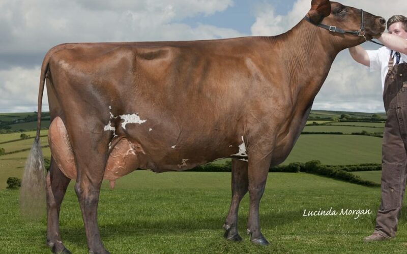 Pam Ayrs Dream Hawaii - Dam of Willhome Pams Horizon