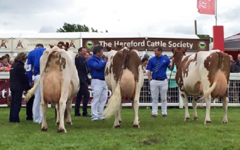 (L to R): Champion: Brieryside Executive Sparky 7. Reserve: Halmyre Urr Louise 254 Hon. Mention: Cuthill Towers Radar Ray 13