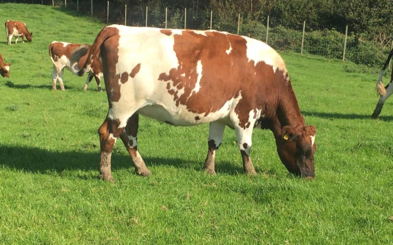 A typical heifer that is on offer at the Hilltown Ayrshire Draft sale this Friday at Exeter.