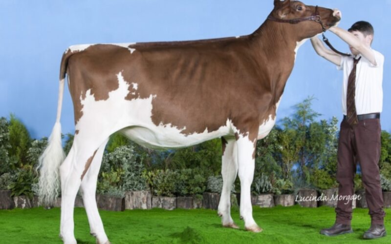 Champion Calf - Hunnington Monica 77 (Hunnington Mandella) - C Window
