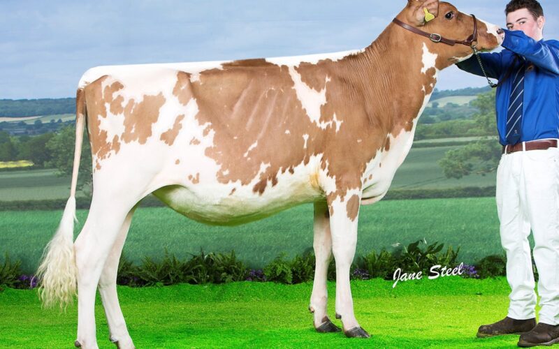 Winner - Holmeswood High Bella