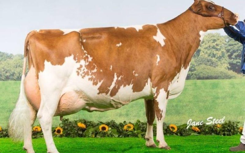 Hunnington Fragy 12 EX97 8E LP100