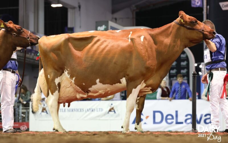 Hunnington Fragy 16 EX96 (5E) the maternal sister to Hunnington Fantasy