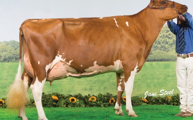 Hunnington Fragy 16 VG 89 - In this year's Junior Cow in-Milk Class