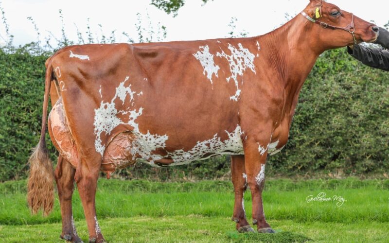 Troutbeck Skyfall Avril