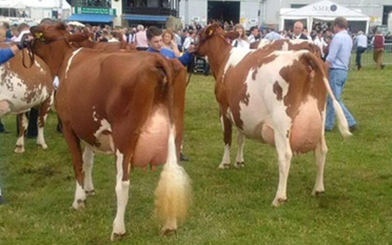 Breed Champion Hunnington Fragy 16 VG 89 (Hunnington Mandella) - C & L Window