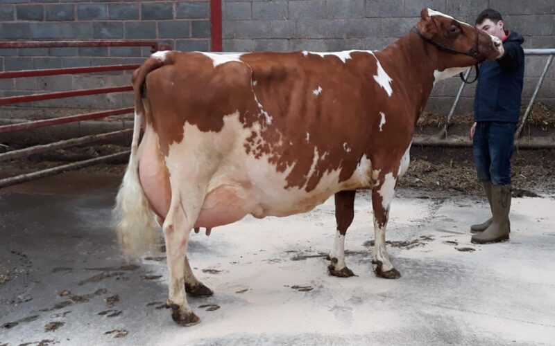 Hunnington Fragy 12 EX97 (7E)