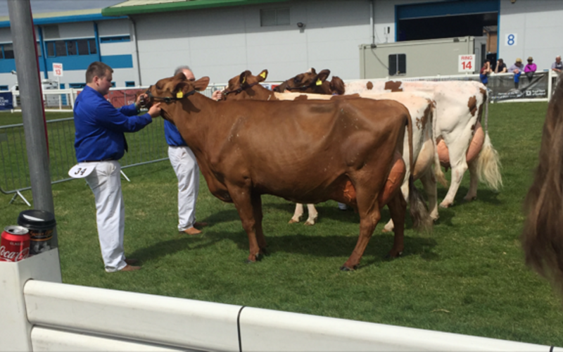 Martha wiining the aged cow class at the Royal Highland