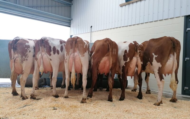 The class of six heifers to judge