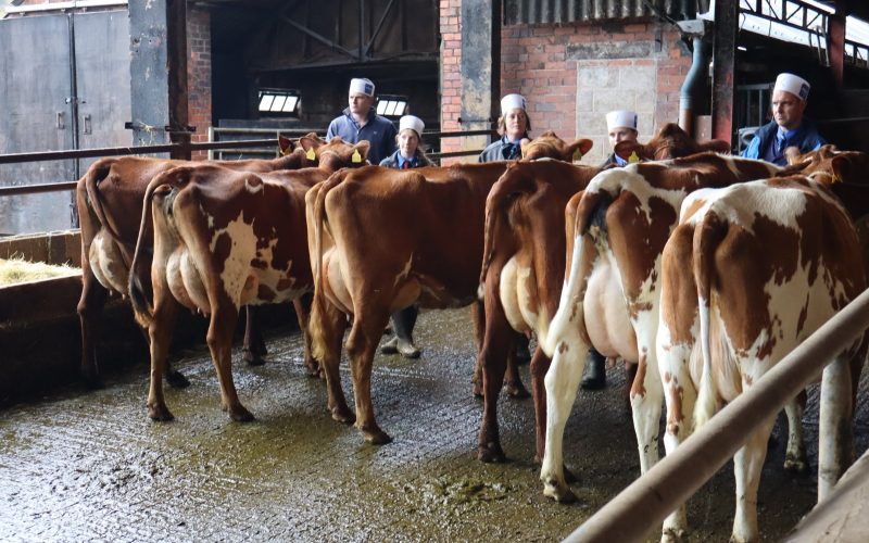 Heifer Class Concensus Result