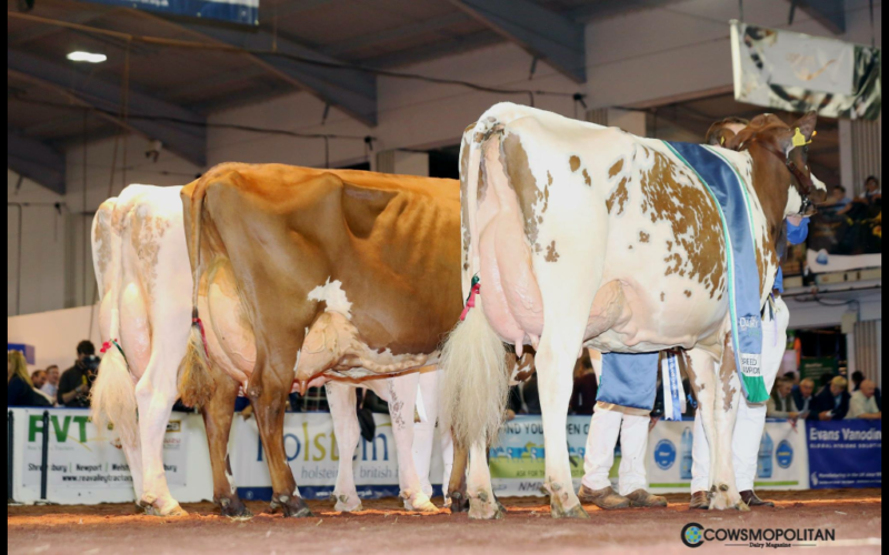 Champion Line up R to L, Grand Champion - Swaites Bright Spark 5, Reserve - Swaites Dainty 11, H Mention - Sandyford Mayflower 14